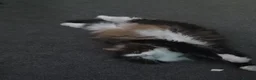 Norwegian Forest Cat cats for sale: Cat for sale - Advert 4