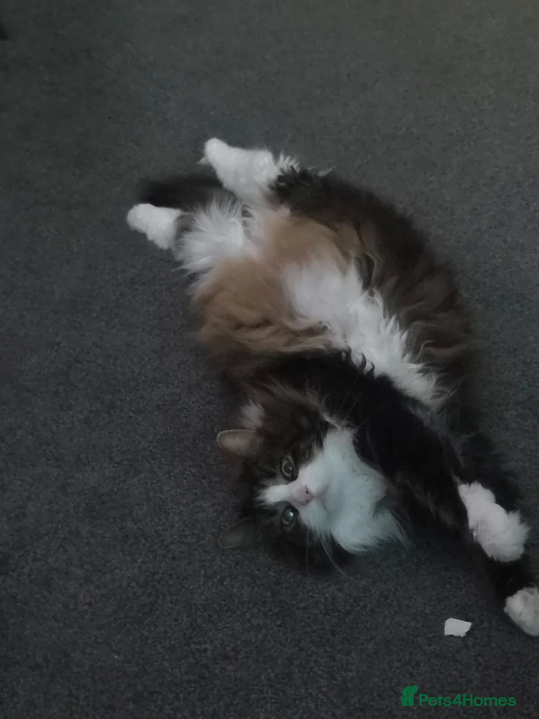 Norwegian Forest Cat cats for sale: Cat for sale - Advert 4