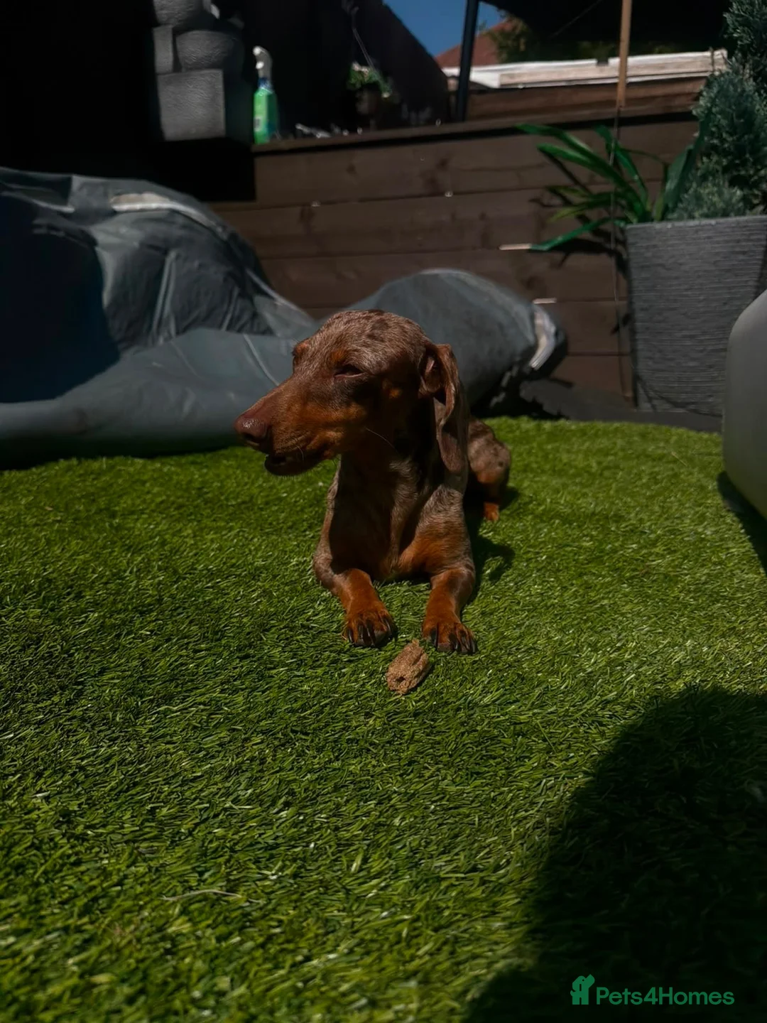 Miniature Dachshund dogs for sale: Beautiful litter of 5 Dachshund puppies  - Advert 14