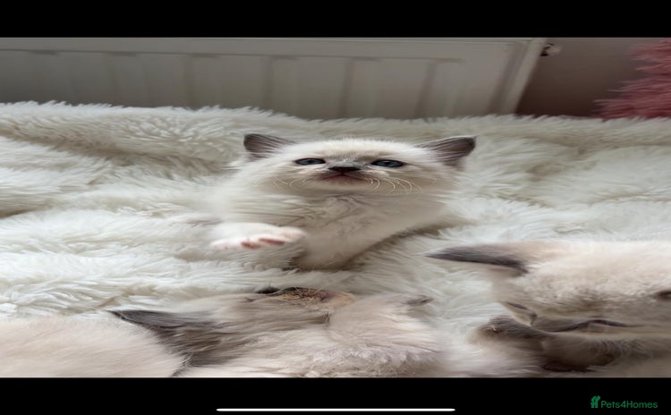 Ragdoll cats - Advert 5