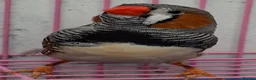 Finches birds for sale: MUTATION ZEBRA FINCHES ORANGE BREAST BLACK FACE - Advert 13