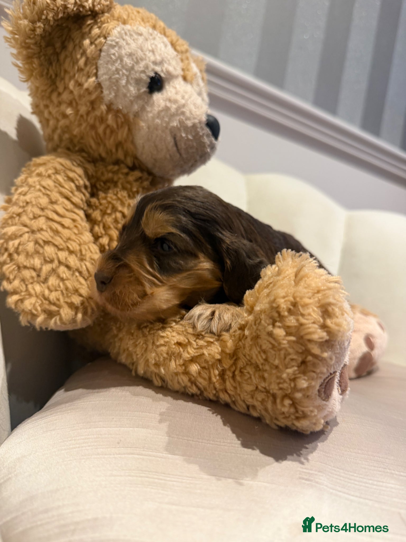 Cocker Spaniel dogs for sale: Golden & Chocolate Sable Show Cocker Puppies  in Doncaster - Advert 34