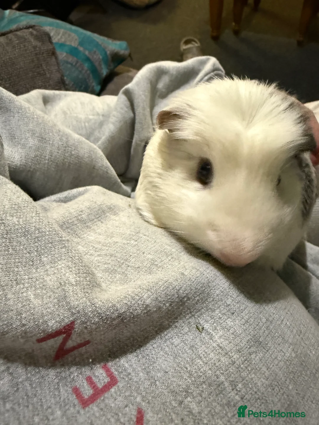 Guinea Pig rodents for sale: 2x bonded Male Guinea pigs  - Advert 12