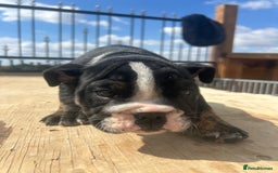 English Bulldog dogs for sale: English bulldog puppies - Image 6