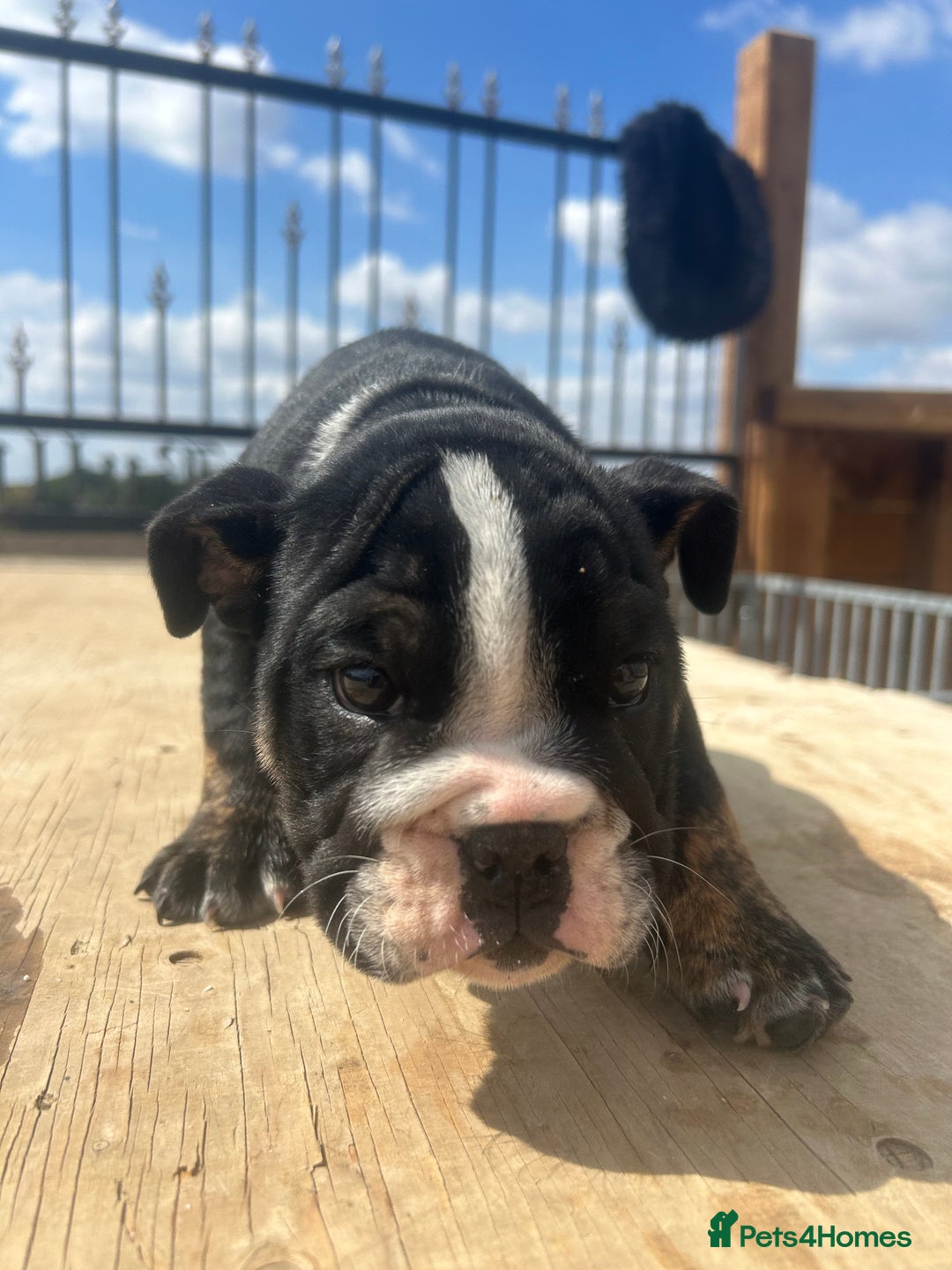 English Bulldog dogs for sale: English bulldog puppies - Image 6
