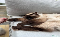 Ragdoll cats for sale: Rare champion lilac/flame/tortie Ragdoll kittens in Hook - Image 6