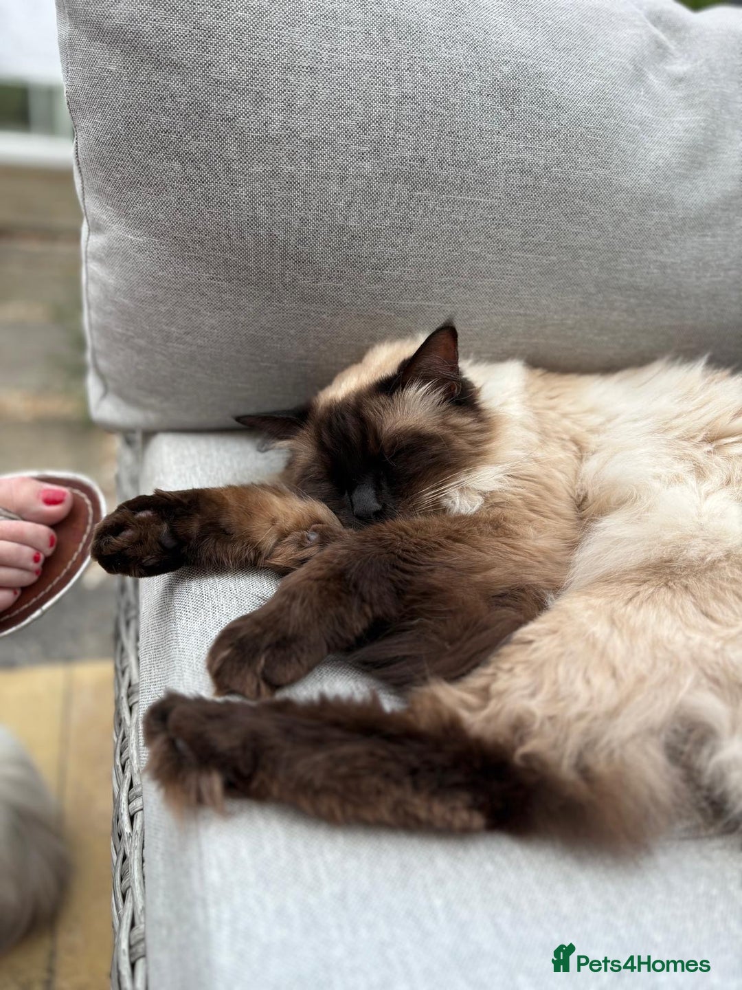 Ragdoll cats for sale: Rare champion lilac/flame/tortie Ragdoll kittens in Hook - Image 6