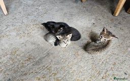 Savannah cats for sale: F4 Savannah Kittens 3x Brown Spotted 2x Melanistic - Image 7