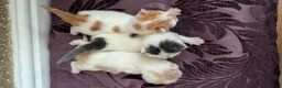 Mixed Breed cats for sale: £40 each or 2 for £70 - read description :) in Liverpool - Advert 33
