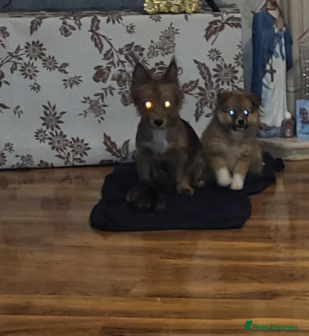 Mixed Breed dogs for sale: Pomeranian  - Advert 6