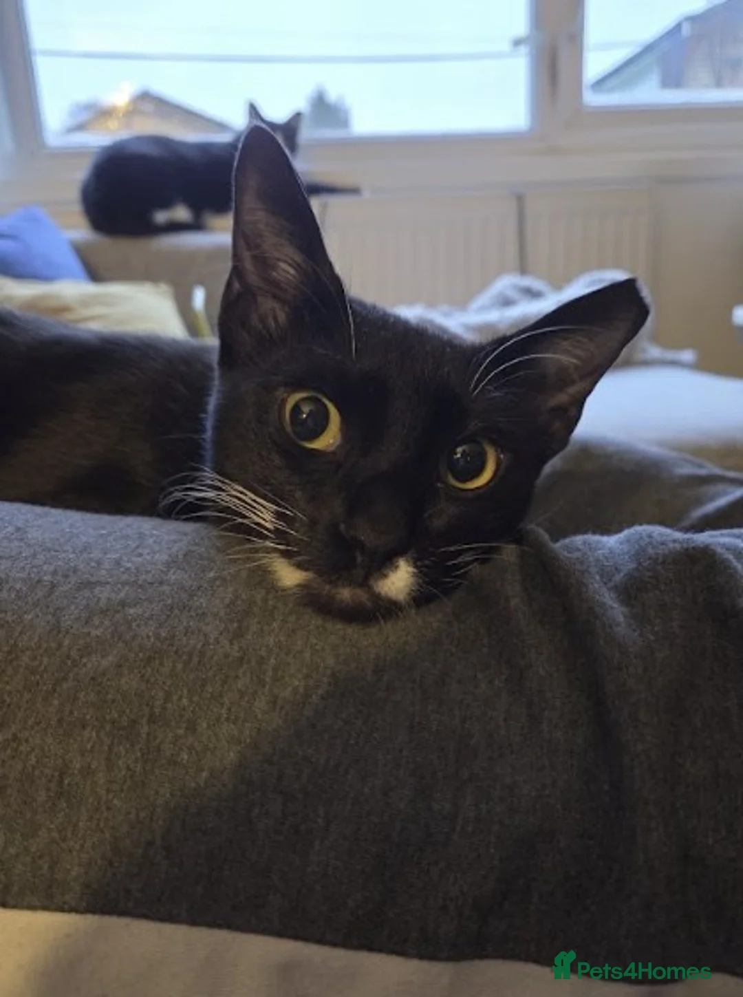 Mixed Breed cats for adoption: Male Cat for Adoption - Advert 9