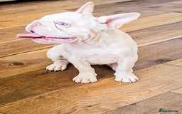 French Bulldog dogs for sale: Premier French Bulldog litter  - Image 1