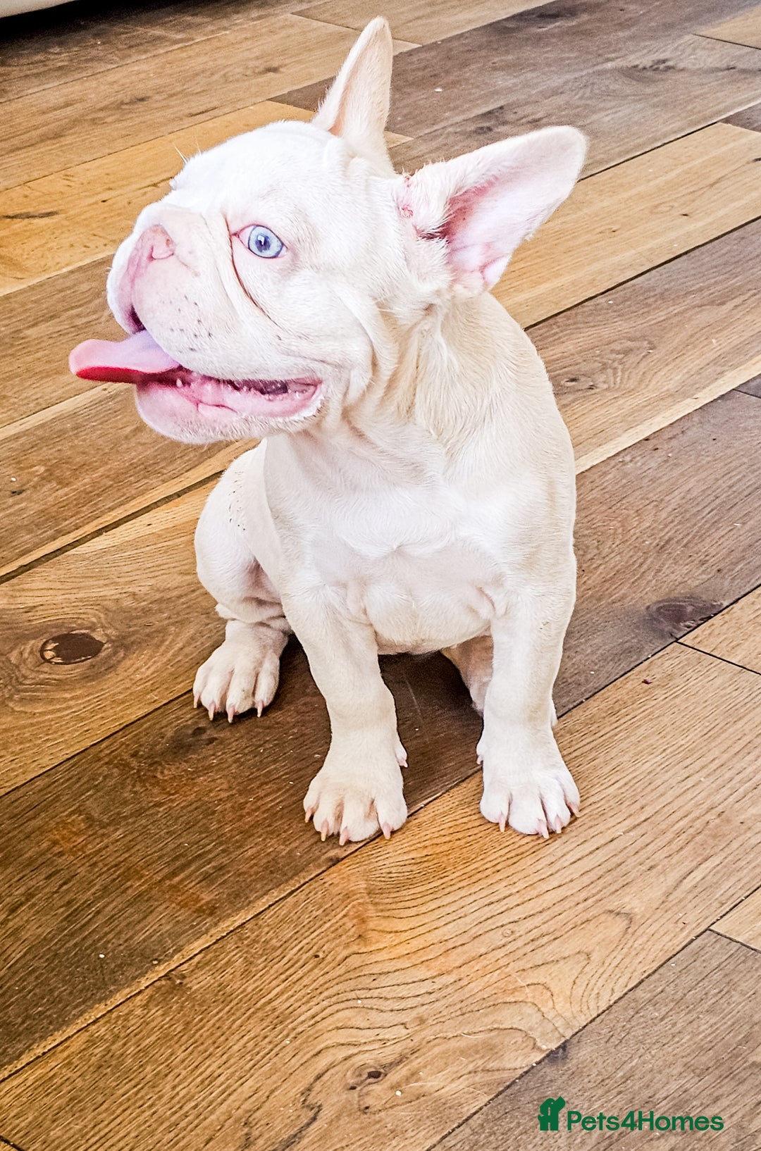 French Bulldog dogs for sale: Premier French Bulldog litter  - Image 1