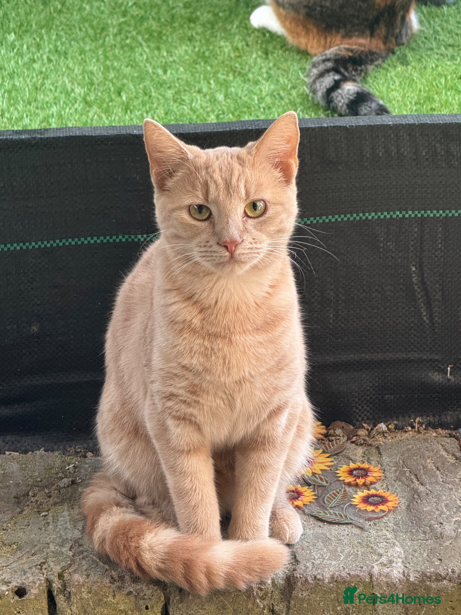 Mixed Breed cats Cream colour kitten for sale  - Advert 2