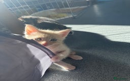 Mixed Breed cats for sale: Mainecoon/Bengal X kittens - Image 6