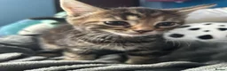 Mixed Breed cats for sale: Beautiful kittens for sale. read description.  - Advert 9