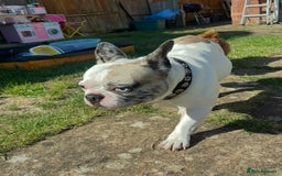 French Bulldog dogs for sale: Beautiful boy needs his forever home - Image 1