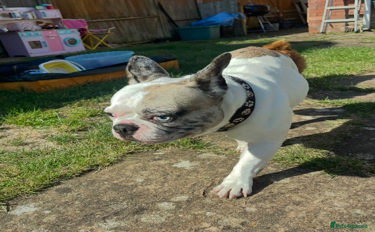 French Bulldog dogs - Advert 1