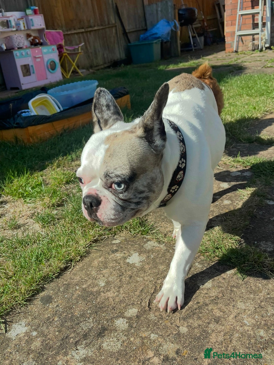 French Bulldog dogs for sale: Beautiful boy needs his forever home - Image 1