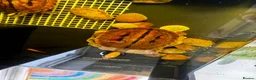Turtle reptiles for sale: Rare CB  Three-striped Box Turtle for sale - Advert 4