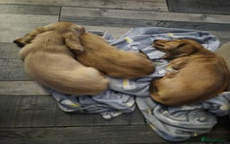 Miniature Dachshund dogs for sale: Miniature dachshunds Long haired cream KC reg  - Image 20