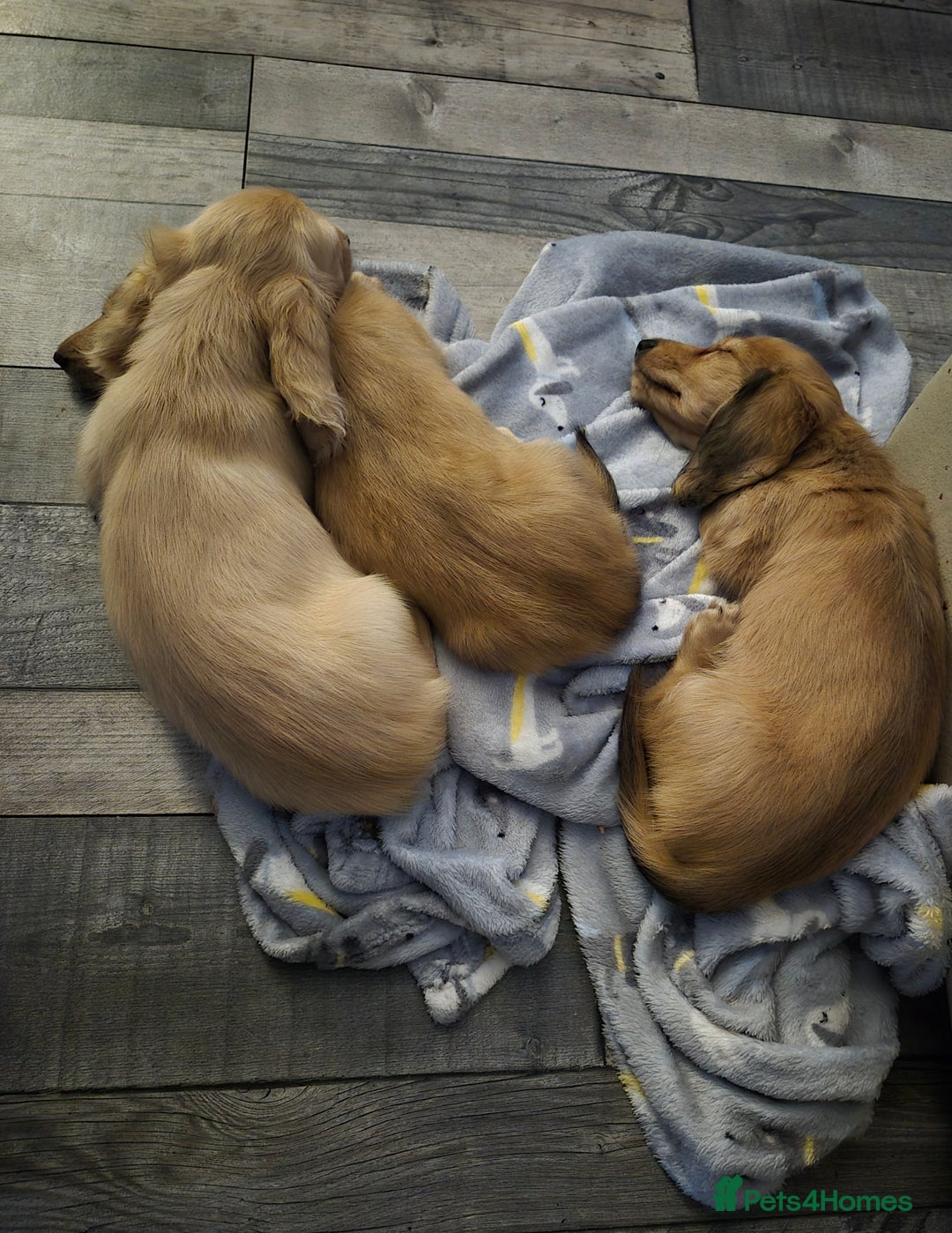 Miniature Dachshund dogs for sale: Miniature dachshunds Long haired cream KC reg  - Image 20