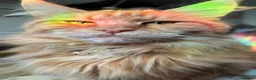Maine Coon cats for sale: Ginger Female Adult Maine Coon - Advert 4