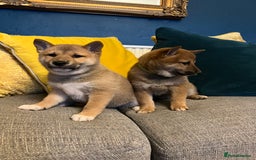 Japanese Shiba Inu dogs for sale: K.C reg Red Japanese Shiba Inu Puppies - Image 4