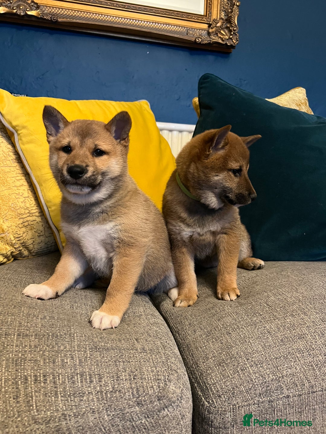 Japanese Shiba Inu dogs for sale: K.C reg Red Japanese Shiba Inu Puppies - Image 4