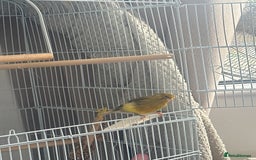 Canaries birds for sale: Two canaries with full set up  - Image 3