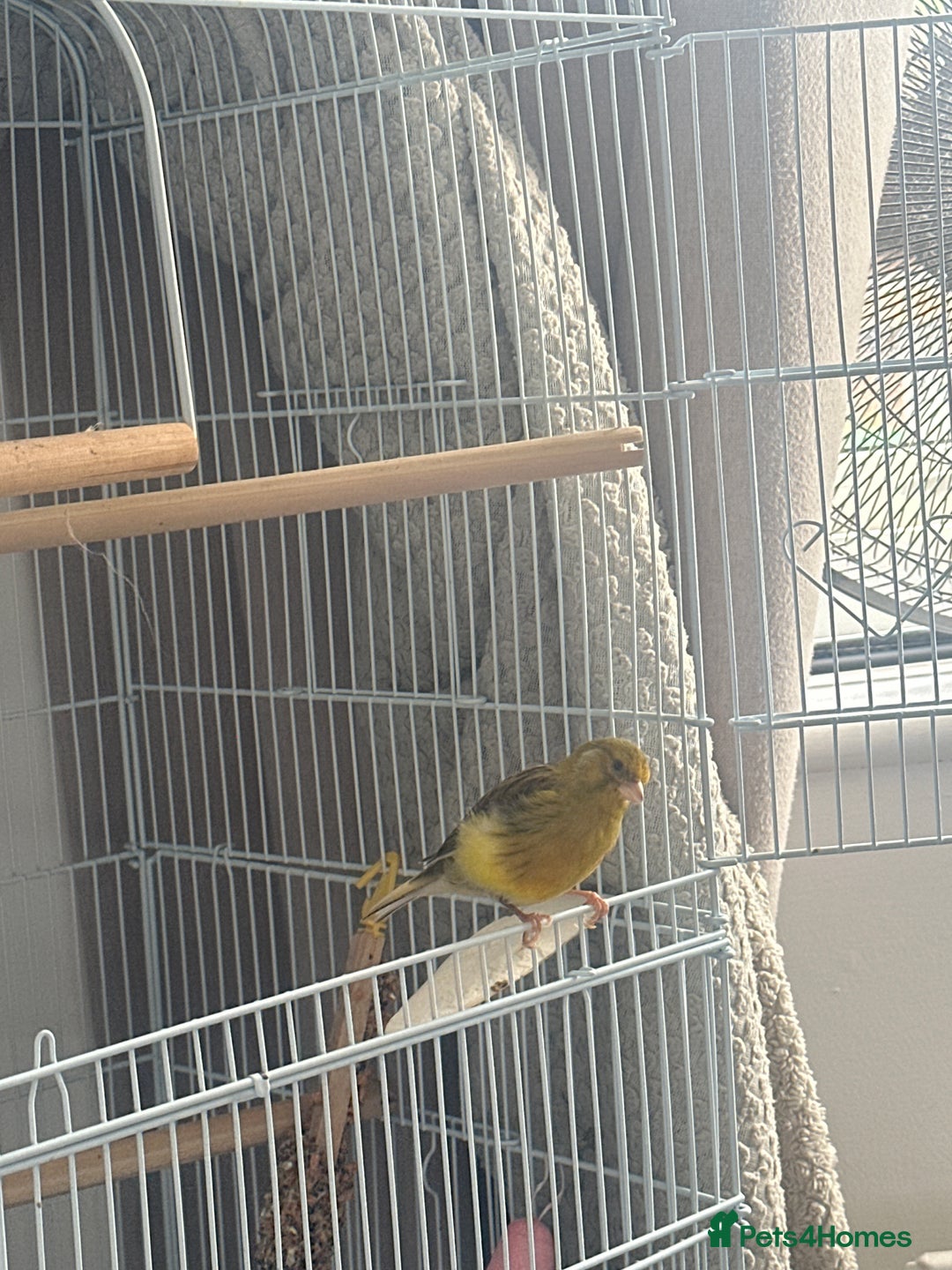Canaries birds for sale: Two canaries with full set up  - Image 3