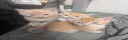 Bengal cats for sale: Kittens ready for new home  - Advert 4