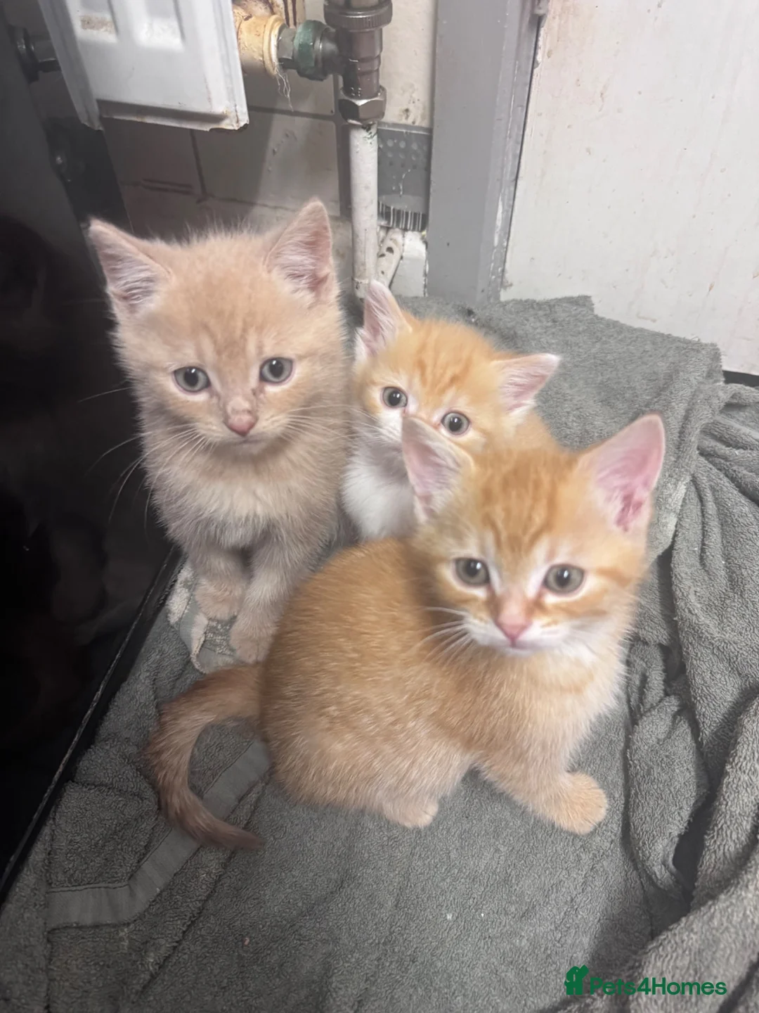 Bengal cats for sale: Kittens ready for new home  - Advert 4