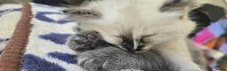Ragdoll cats for sale: Ragdoll/Siberian mix kittens - Advert 18