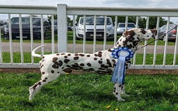Dalmatian dogs for stud: Quality Proven KC Registered Liver Stud  in Warrington - Image 1