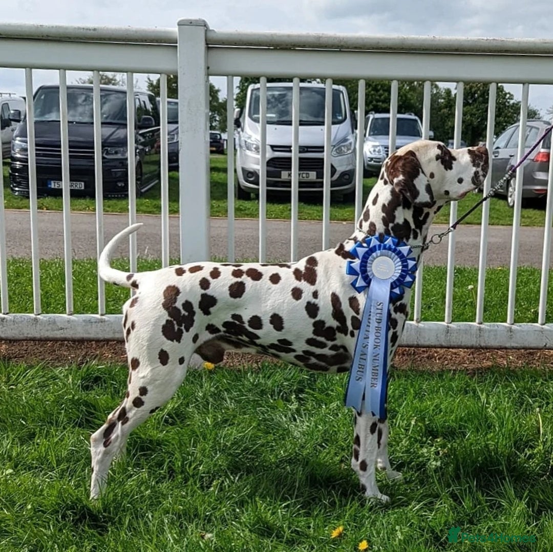 Dalmatian dogs for stud: Quality Proven KC Registered Liver Stud  in Warrington - Image 1