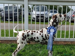 Dalmatian dogs in Warrington - Advert 2
