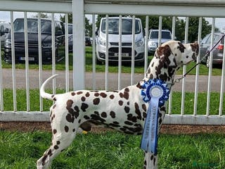 Dalmatian dogs Quality Proven KC Registered Liver Stud in Warrington - Advert 2