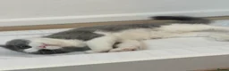 Ragdoll cats for sale: Her name reza in Feltham - Advert 13