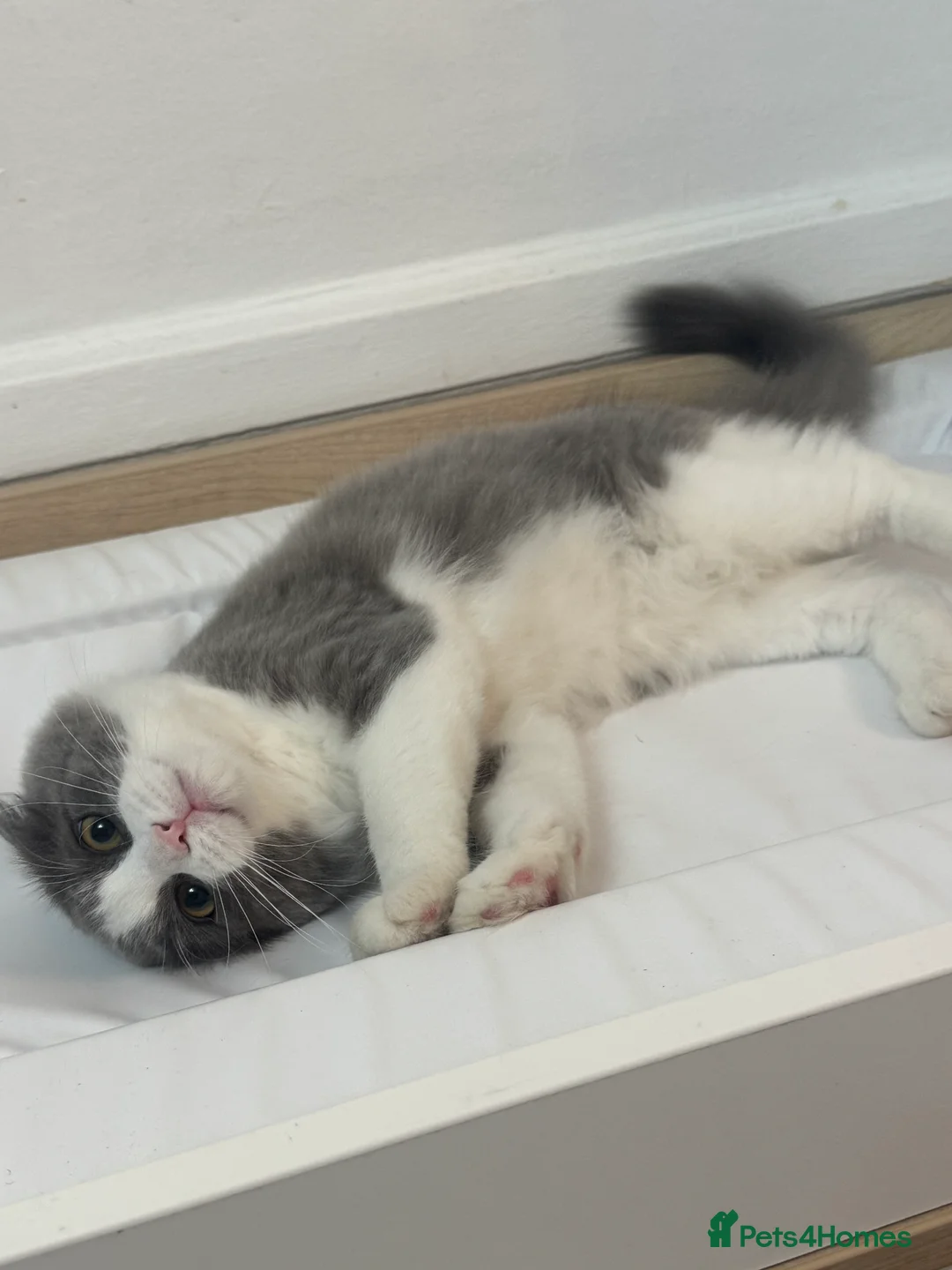Ragdoll cats for sale: Her name reza in Feltham - Advert 13