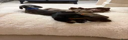 Miniature Dachshund dogs for sale: Miniature dachshunds  - Advert 18
