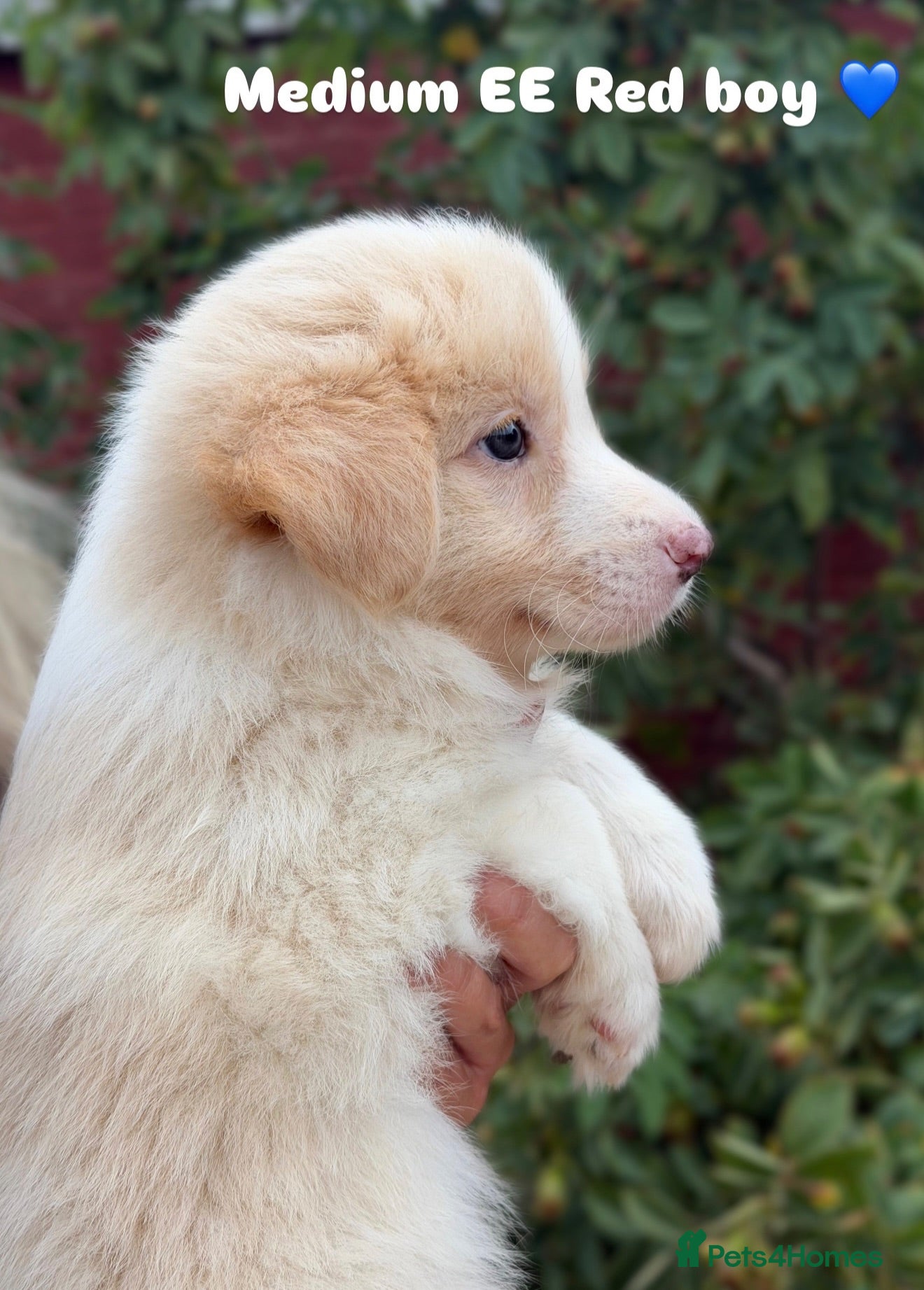 Border Collie dogs Stunning Champion line puppies  - Advert 2