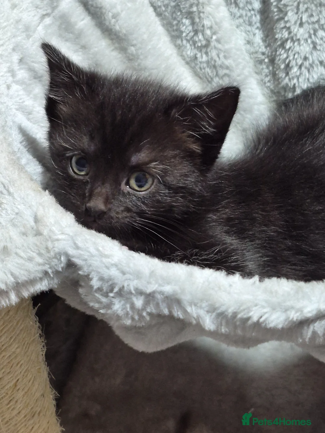 Mixed Breed cats for sale: Half ragdoll  in Malpas - Advert 8