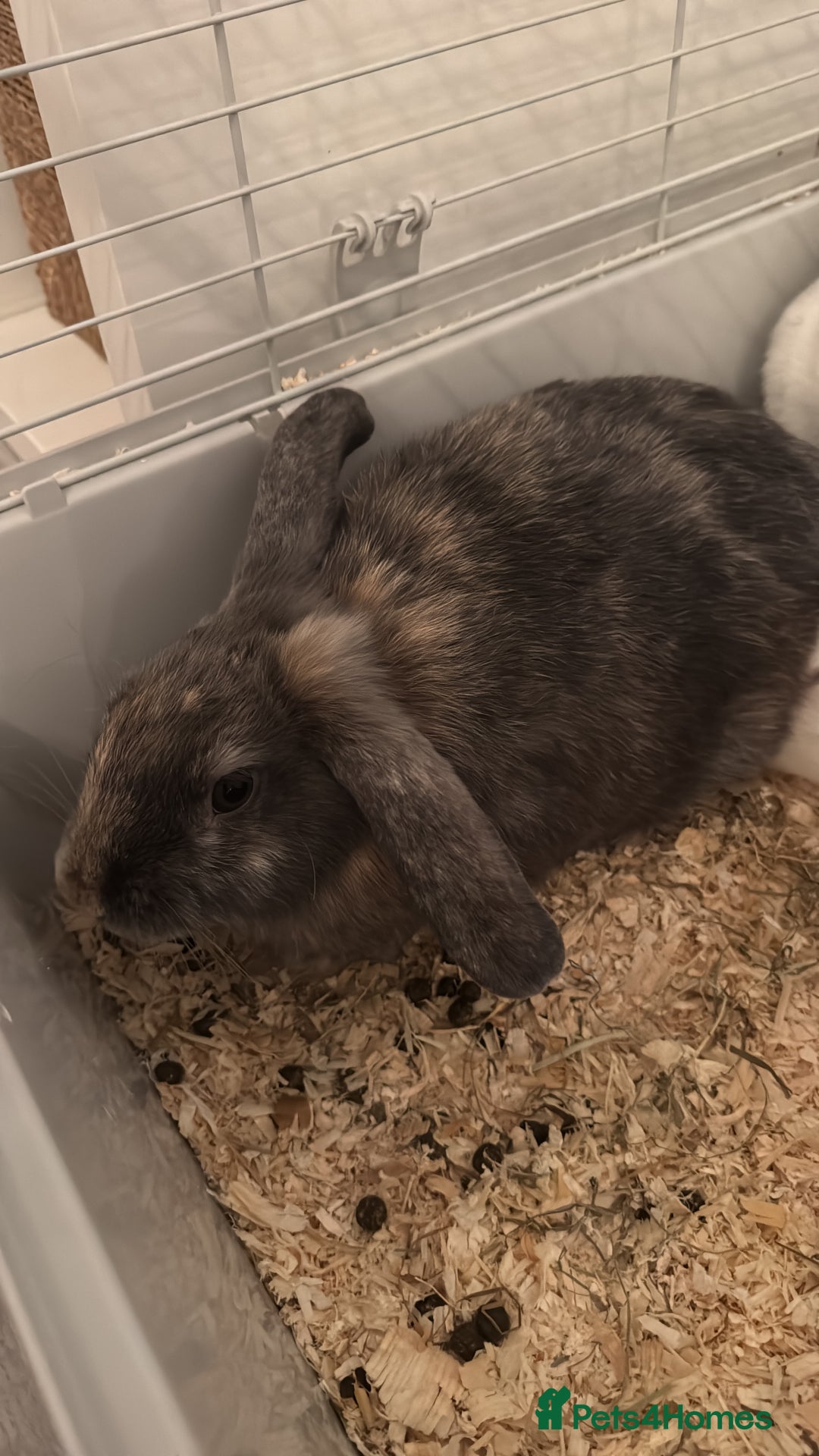 Californian rabbits for sale: 2 rabbits for sale - Advert 1