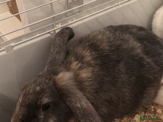 Californian rabbits 2 rabbits for sale - Advert 4