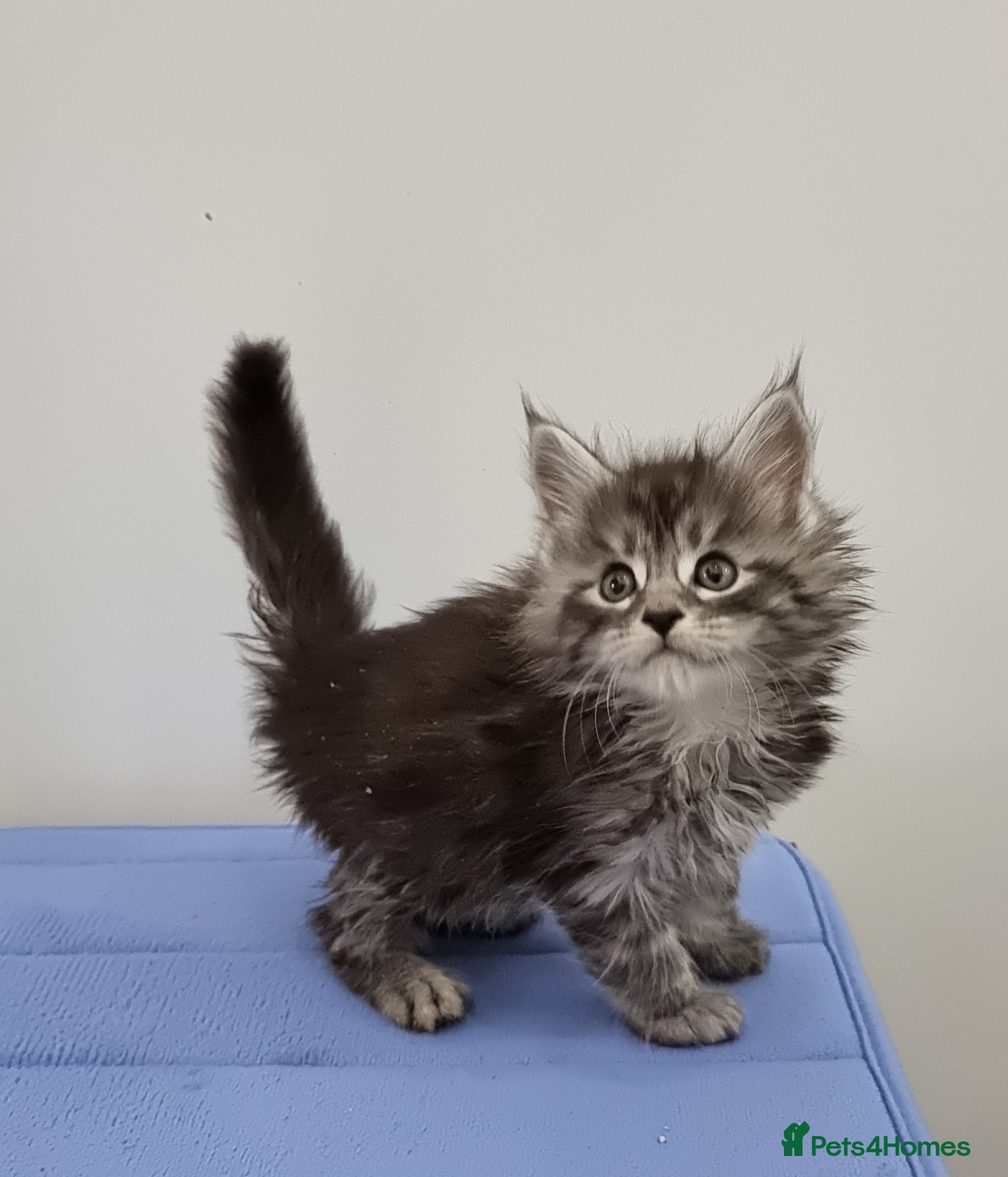 Maine Coon cats GCCF registered pedigree Maine Coon Kittens  - Advert 1