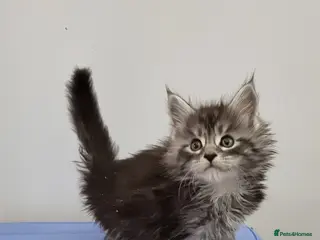 Maine Coon cats for sale: GCCF registered pedigree Maine Coon Kittens - Advert 4