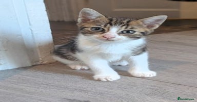 Mixed Breed cats - Advert 2