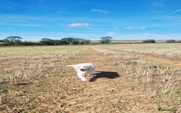 Golden Retriever dogs for sale: Newmiller Retrievers Upcoming Litter Announcement  - Image 8