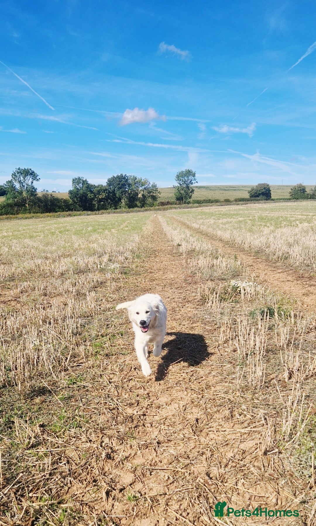 Golden Retriever dogs for sale: Newmiller Retrievers Upcoming Litter Announcement  - Image 8